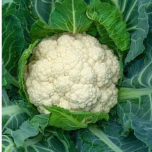 Gobhi गोभी 1 pcs (Medium Size)